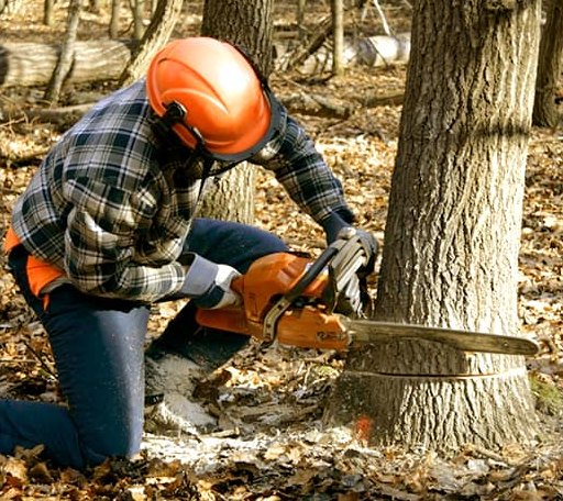 Tree Removal in Northfield, VT